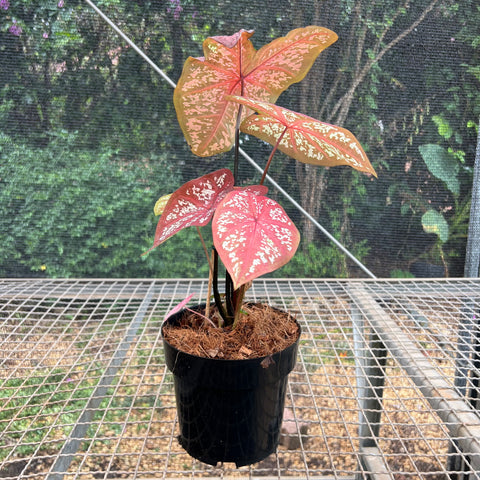 Caladium Poa Vermelho | Entre Raízes Botânica - Detalhe 4