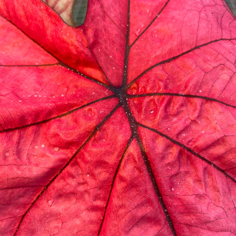 Caladium Especial 02