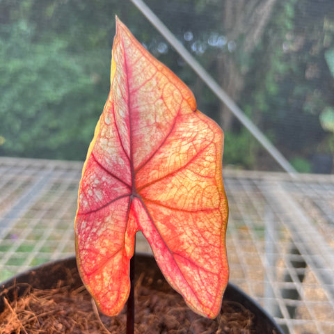 Caladium Especial 02