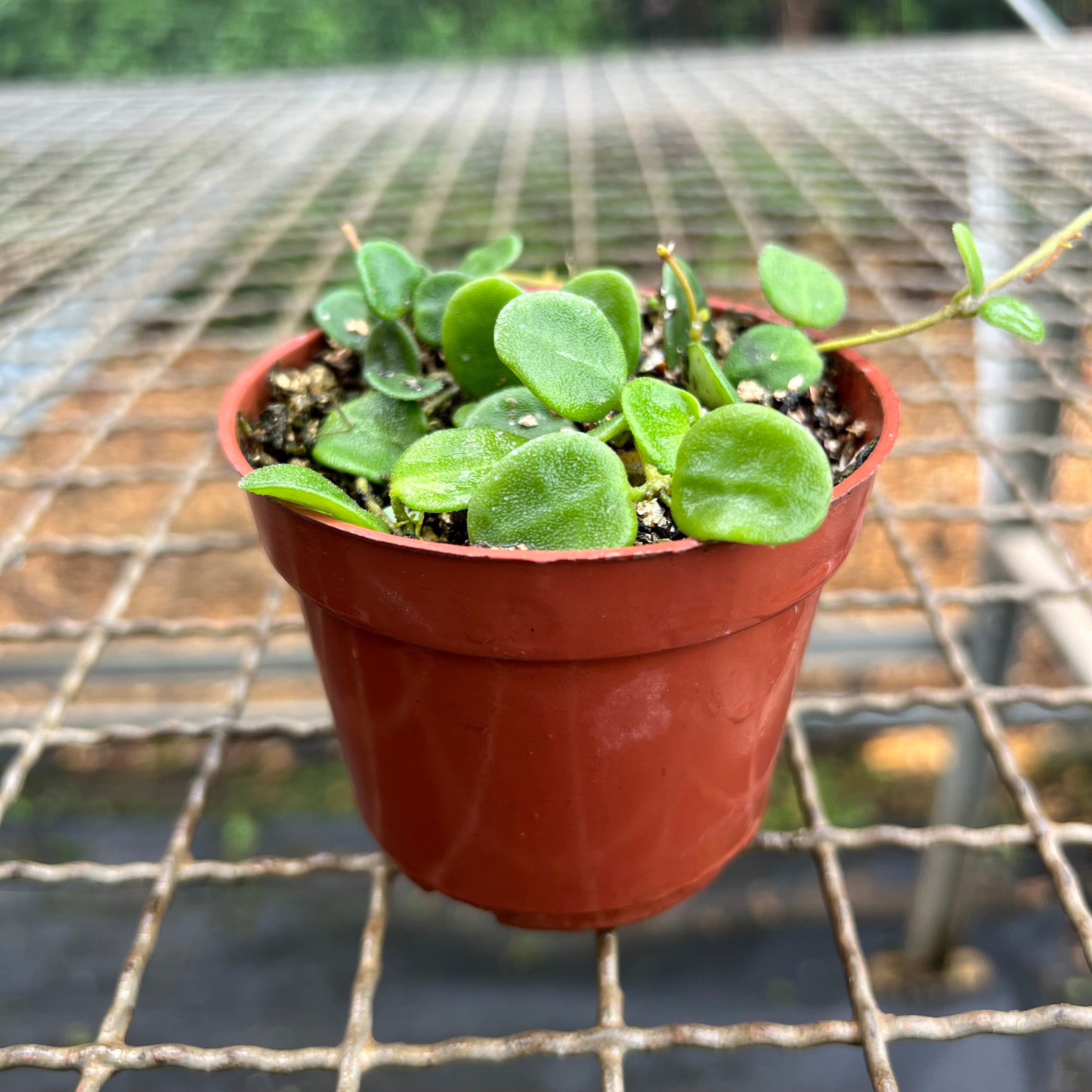 ホヤ hoya serpens セルペンス ロング 3号 吊り ④ Hoya Serpens – Entre Raízes Botânica