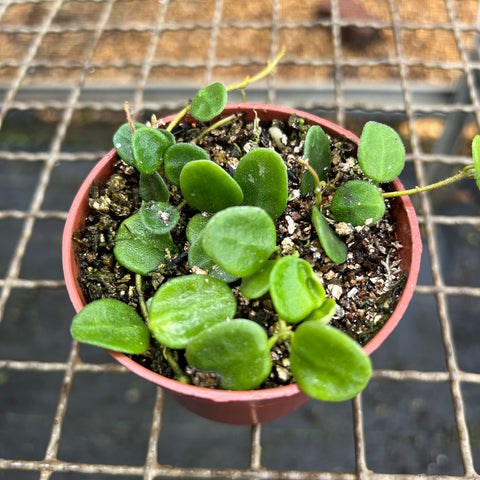 Hoya Serpens | Entre Raízes Botânica - Detalhe 3