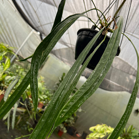 Anthurium vittarifolium 'narrow'