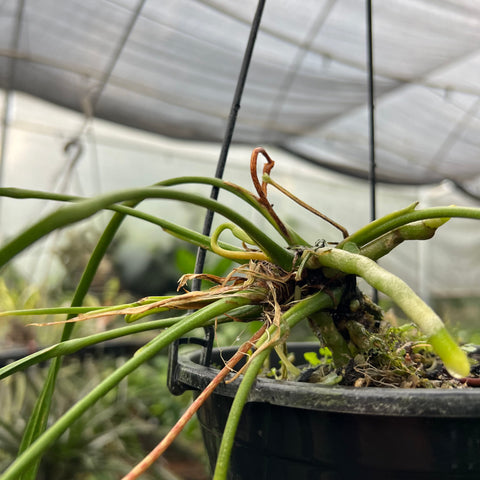 Anthurium vittarifolium 'narrow'