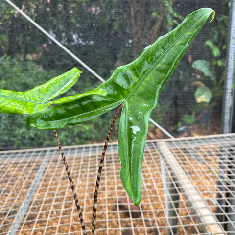 Alocasia 'Tigrina Superba'