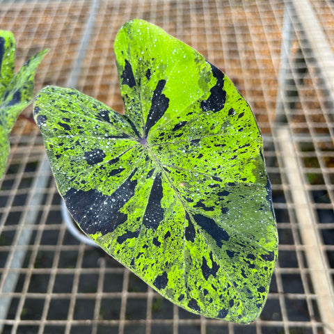 Colocasia mojito | Entre Raízes Botânica - Detalhe 2