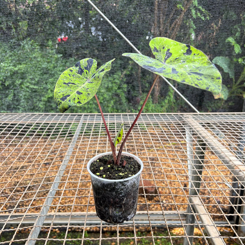 Colocasia mojito | Entre Raízes Botânica - Detalhe 3
