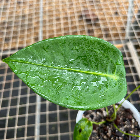 Anthurium peltigerum