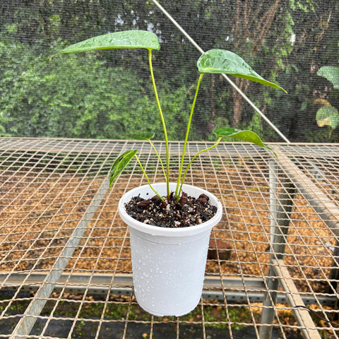Anthurium peltigerum