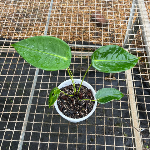 Anthurium peltigerum