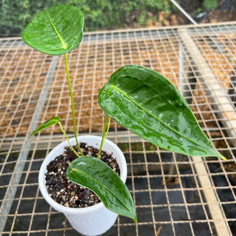 Anthurium peltigerum