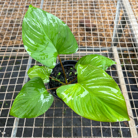 Homalomena rubescens | Entre Raízes Botânica