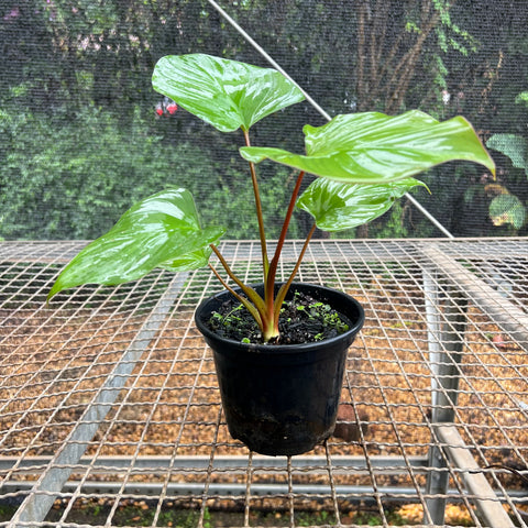 Homalomena rubescens | Entre Raízes Botânica - Detalhe 2