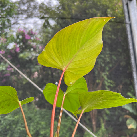 Homalomena rubescens | Entre Raízes Botânica - Detalhe 3