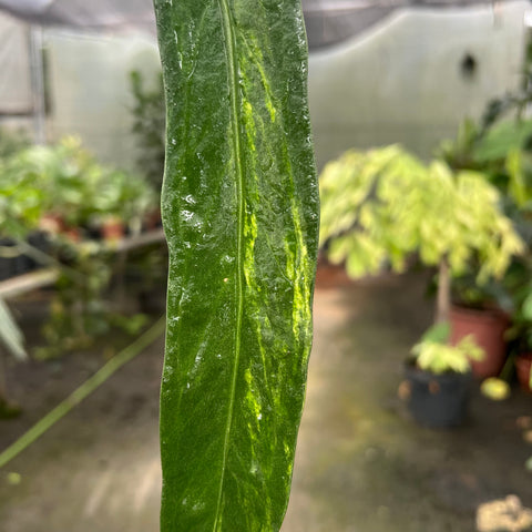 Anthurium vittarifolium 'variegata'