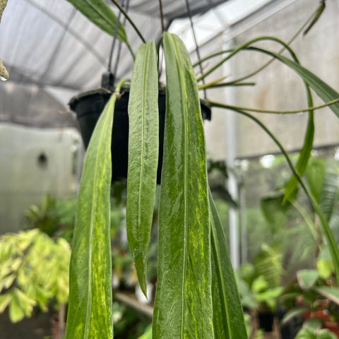 Anthurium vittarifolium 'variegata'