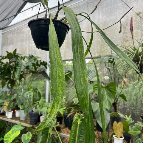 Anthurium vittarifolium 'variegata'