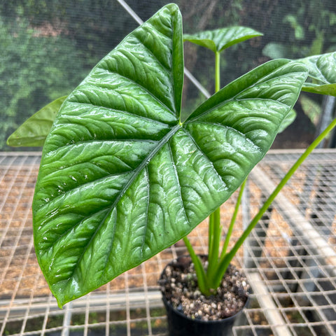 Alocasia x Lukiwan | Entre Raízes Botânica