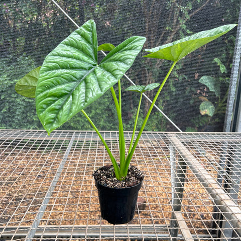 Alocasia x Lukiwan | Entre Raízes Botânica - Detalhe 2