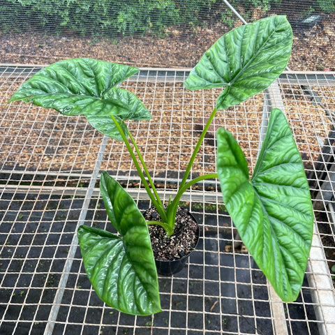 Alocasia x Lukiwan | Entre Raízes Botânica - Detalhe 3