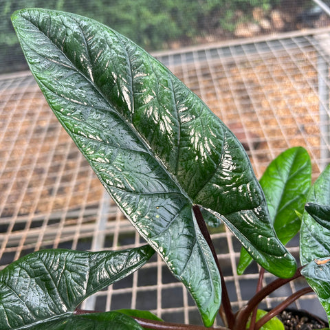 Alocasia scalprum