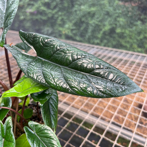 Alocasia scalprum