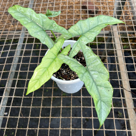 Alocasia Heterophylla Silver | Entre Raízes Botânica