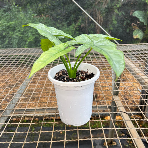 Alocasia Heterophylla Silver | Entre Raízes Botânica - Detalhe 2