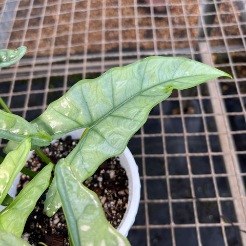 Alocasia Heterophylla Silver | Entre Raízes Botânica - Detalhe 3