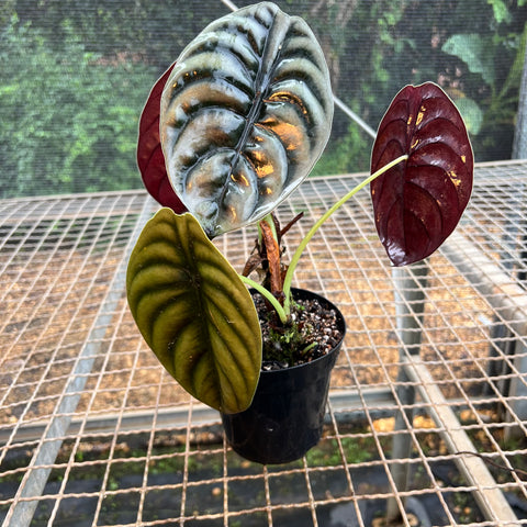 Alocasia cuprea | Entre Raízes Botânica - Detalhe 2