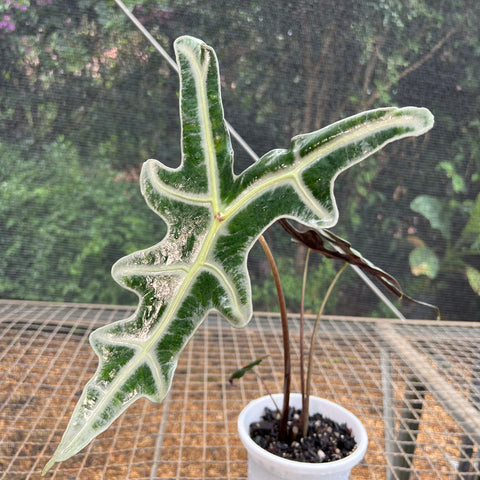 Alocasia Nobilis