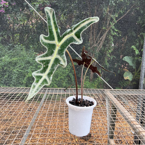 Alocasia nobilis | Entre Raízes Botânica - Detalhe 2