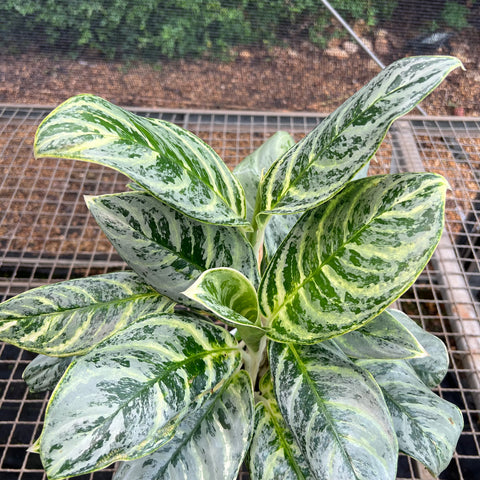 Aglaonema Silver Curly