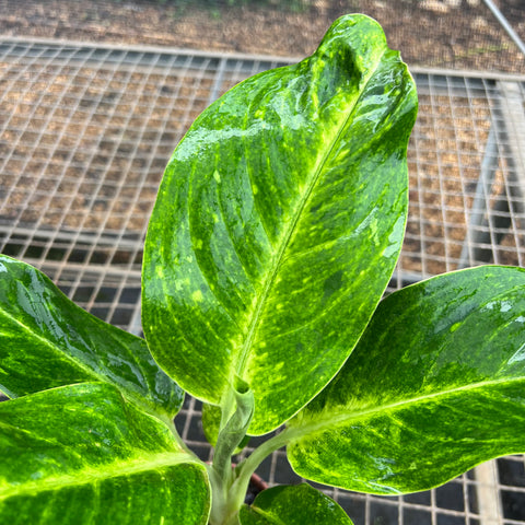 aglaonema sundrop Aglaonema Sundrop – Entre Raízes Botânica