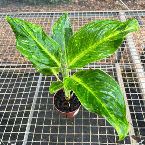 Aglaonema Sundrop