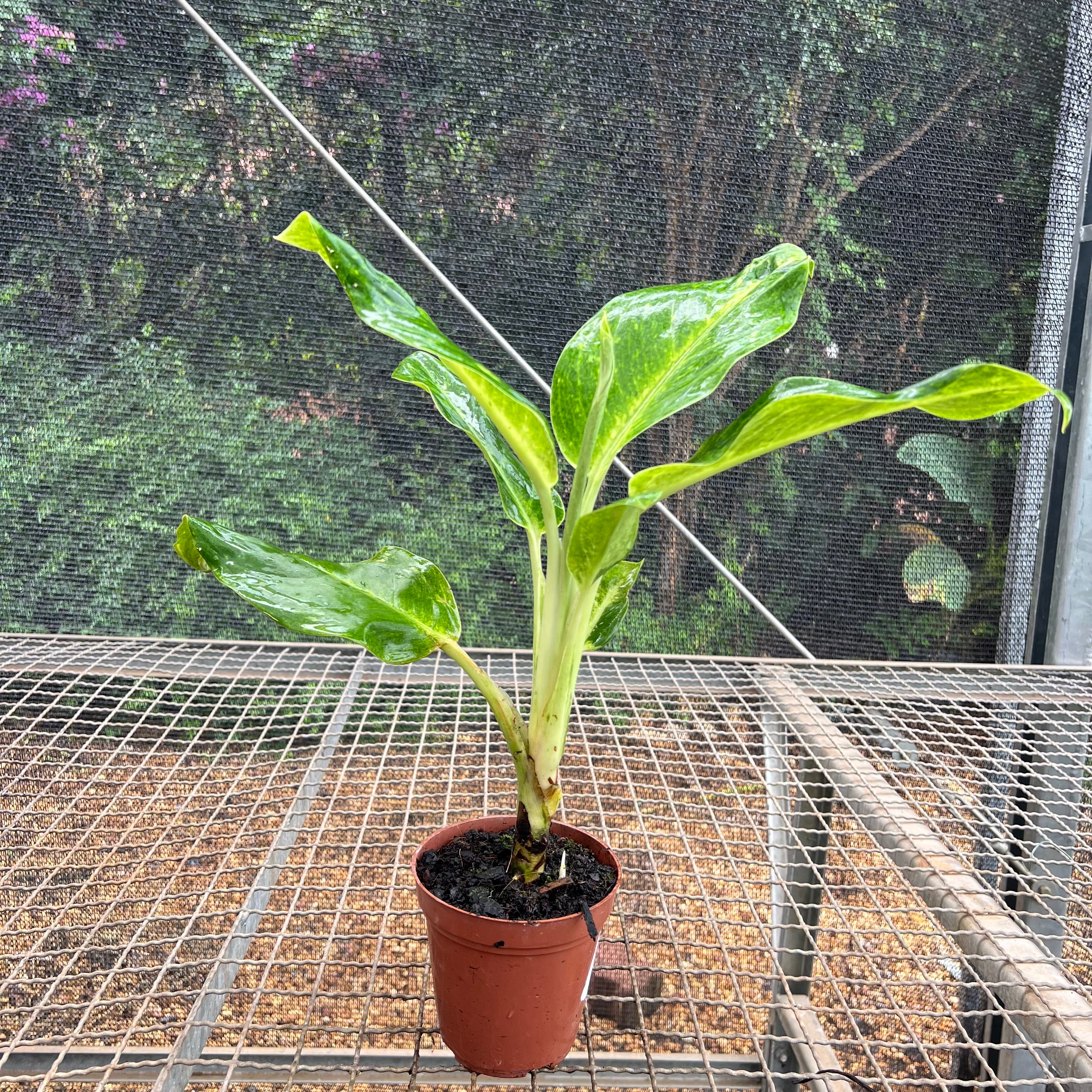 Aglaonemas: Compre Plantas Raras e Exóticas | Entre Raízes – Entre