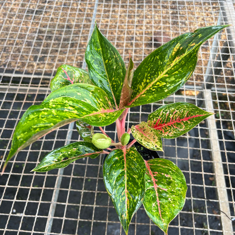 Aglaonema Karat