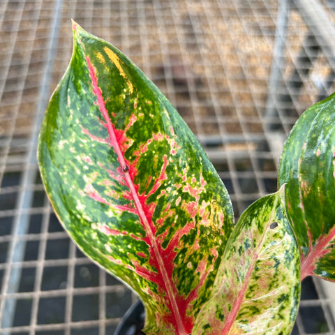 Aglaonema Karat