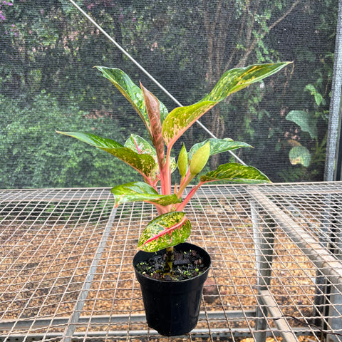 Aglaonema Karat