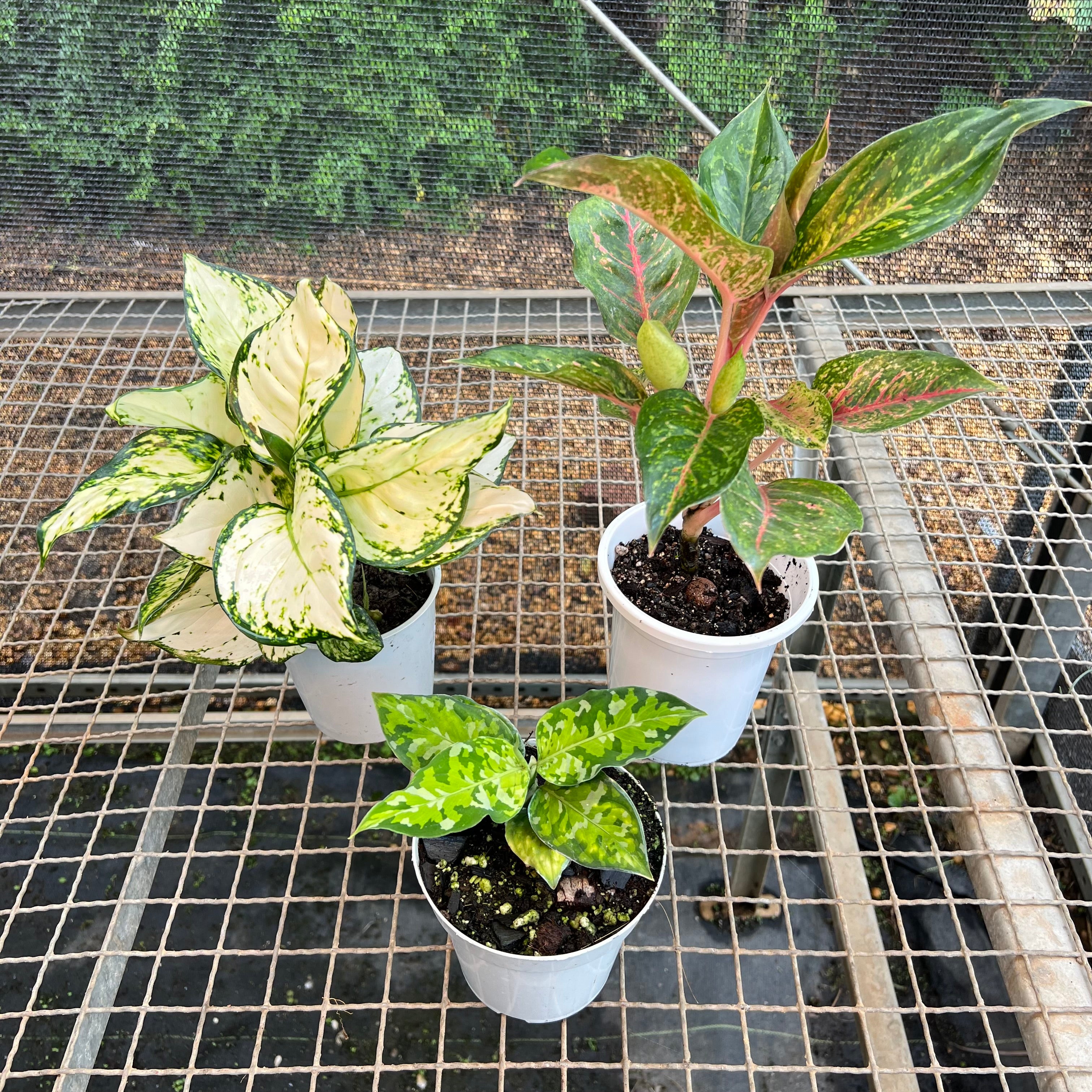 Aglaonema pictum hi.de original実生 Kit aglaonema – Entre Raízes Botânica