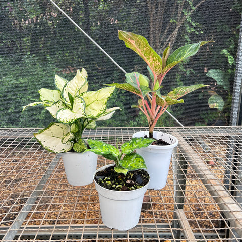 Kit aglaonema | Entre Raízes Botânica - Detalhe 2
