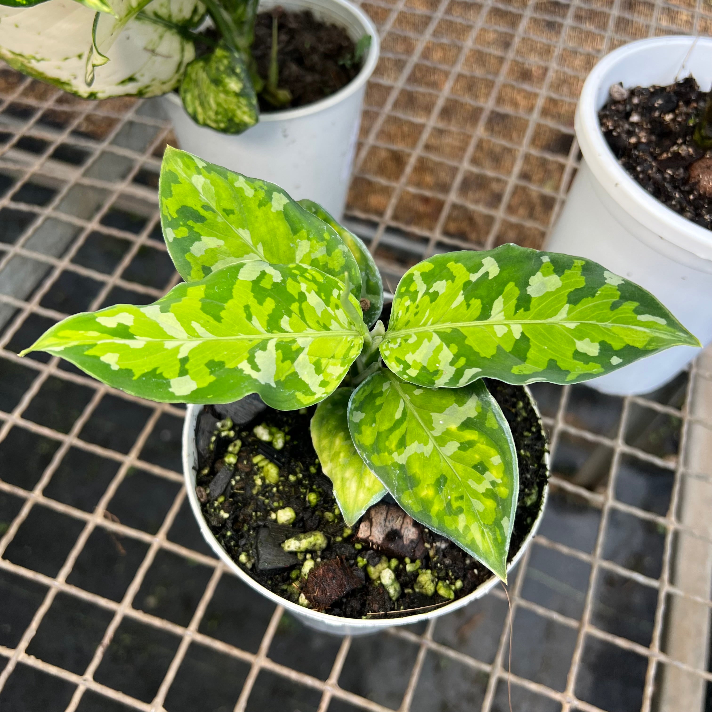 Kit aglaonema – Entre Raízes Botânica
