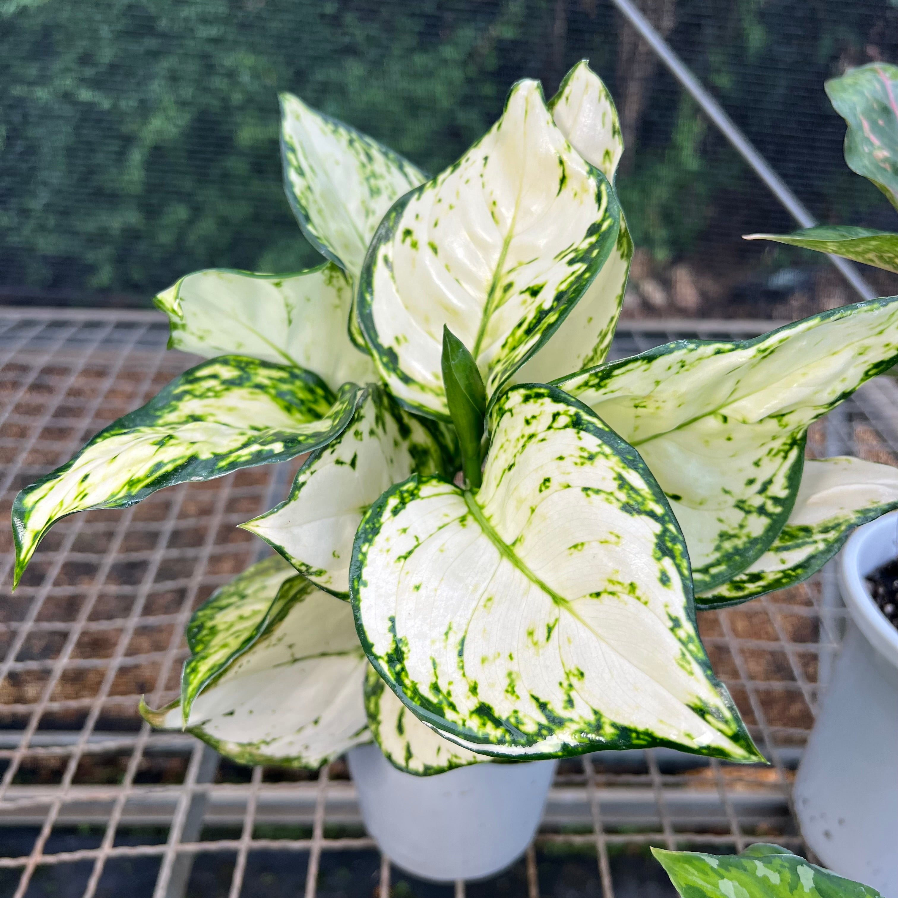 Kit aglaonema – Entre Raízes Botânica