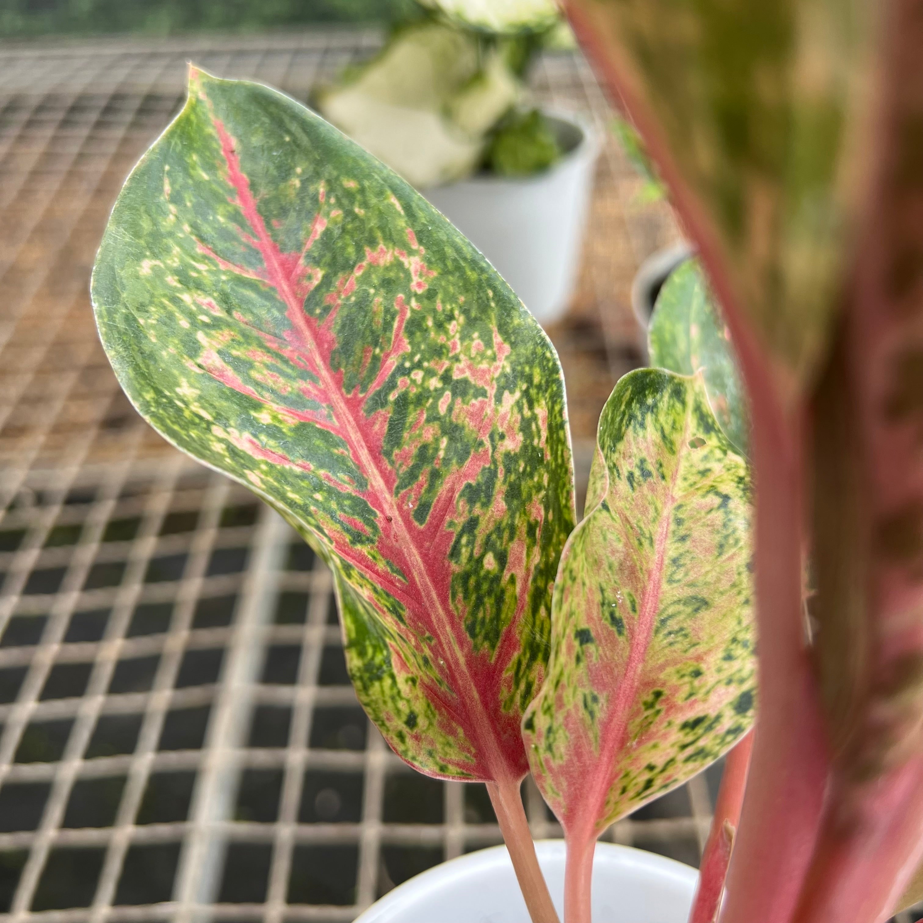 Kit aglaonema – Entre Raízes Botânica