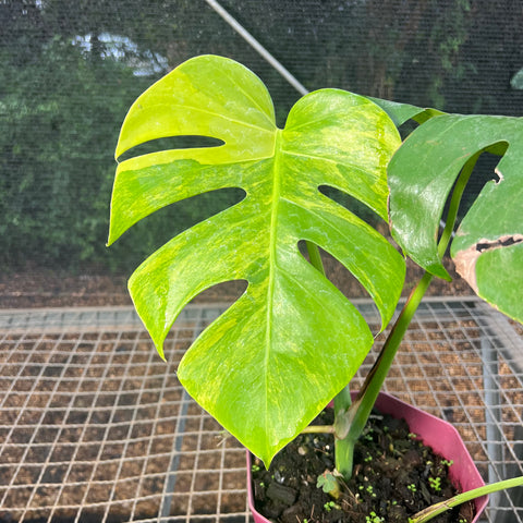Monstera deliciosa 'áurea variegata'