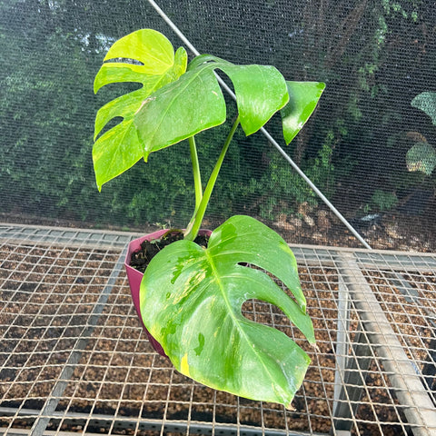 Monstera deliciosa 'áurea variegata'
