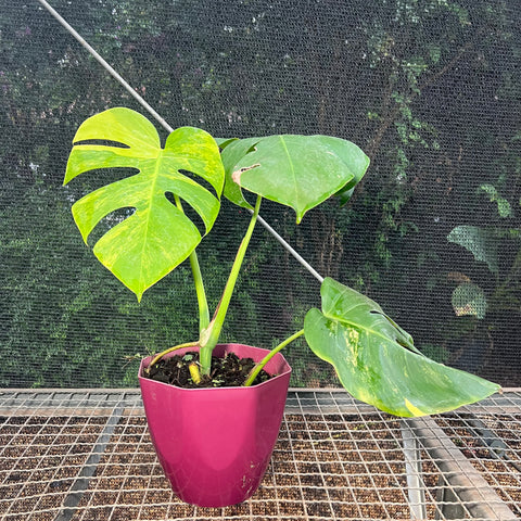 Monstera deliciosa 'áurea variegata'