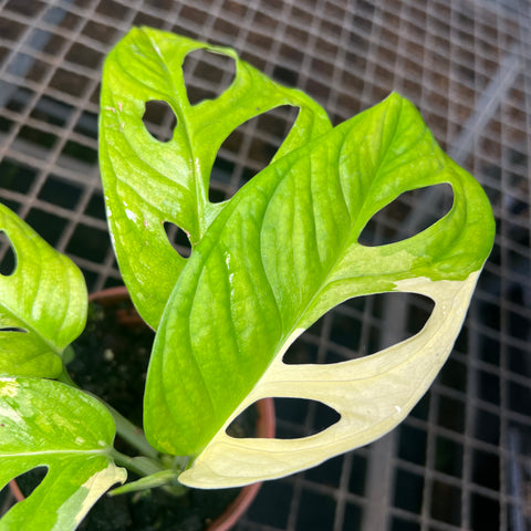 Monstera adansonii variegata