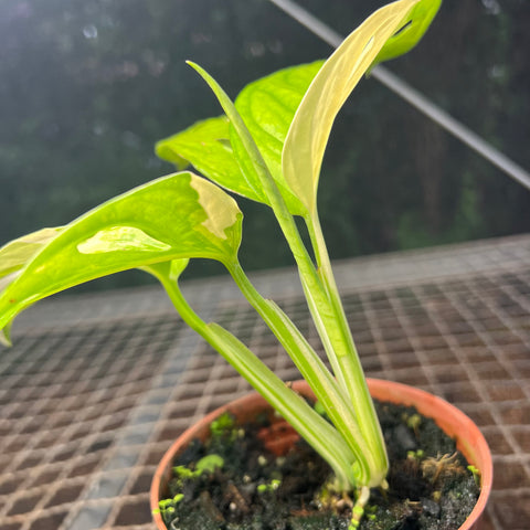 Monstera adansonii variegata