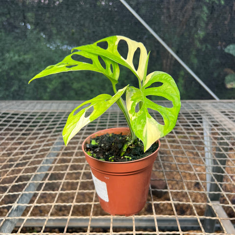 Monstera adansonii variegata