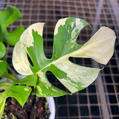 Rhaphidophora tetrasperma Variegata